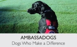 Link to Ambassadogs Blog