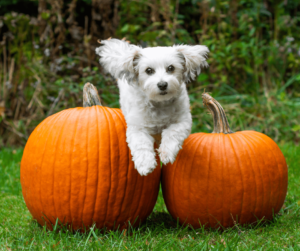 dog and pumpkin